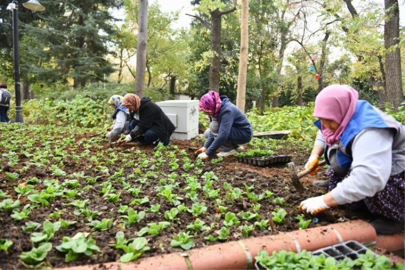 Kent genelinde peyzaj çalışmaları sürüyor