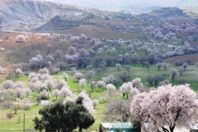 Mardin’ de 48 endemik bitki var