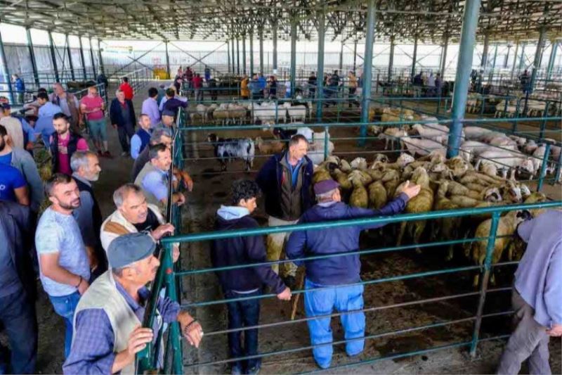 Pazar açıldı kurbanlık satışları başladı