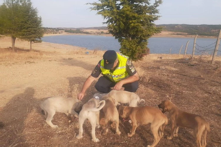 Jandarma Seydiköy’de terk edilmiş yavru köpeklere sahip çıktı