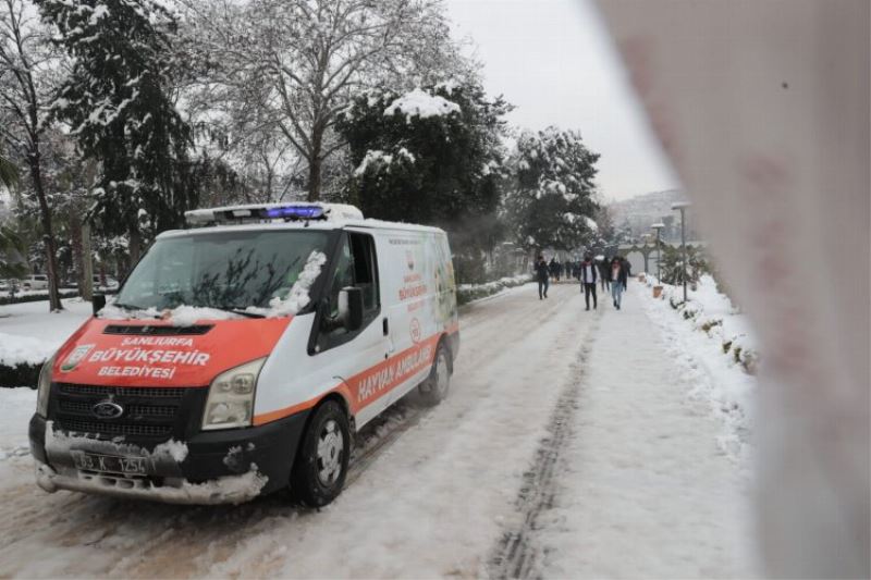 Büyükşehir sokak hayvanlarını unutmadı