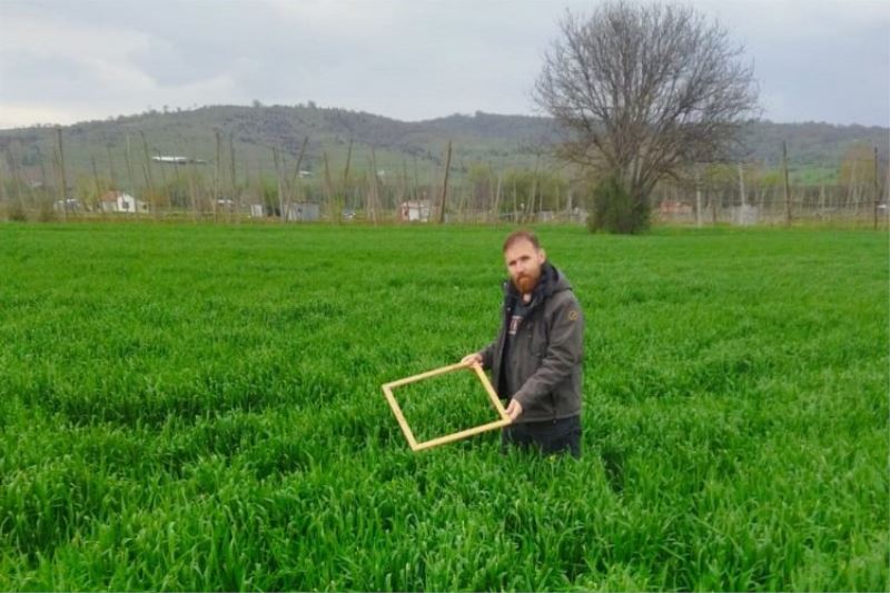 Pazaryeri’nde hububatta süne mücadelesi