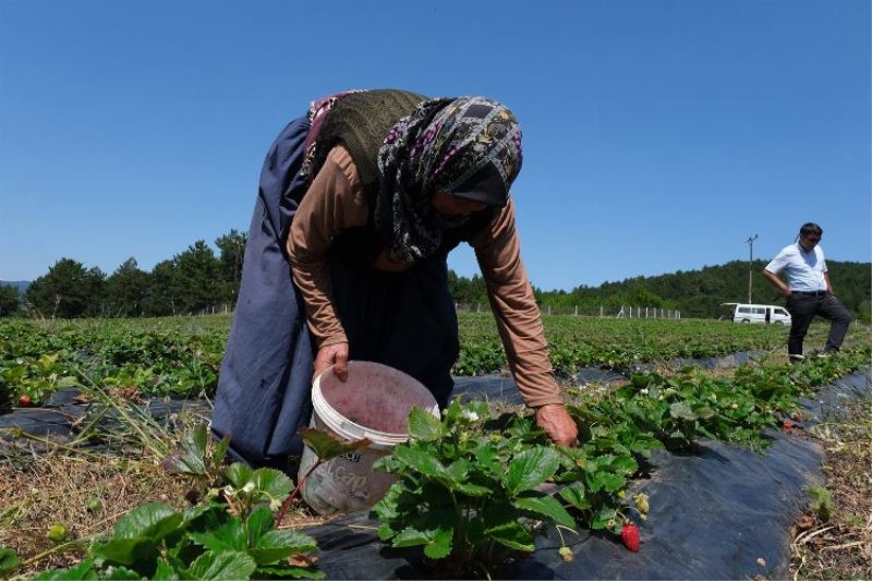 Küresel iklim değişikliği Bursa