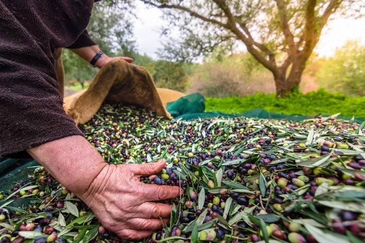 Türk zeytinini en çok Almanlar, Iraklılar ve Romanyalılar tüketti