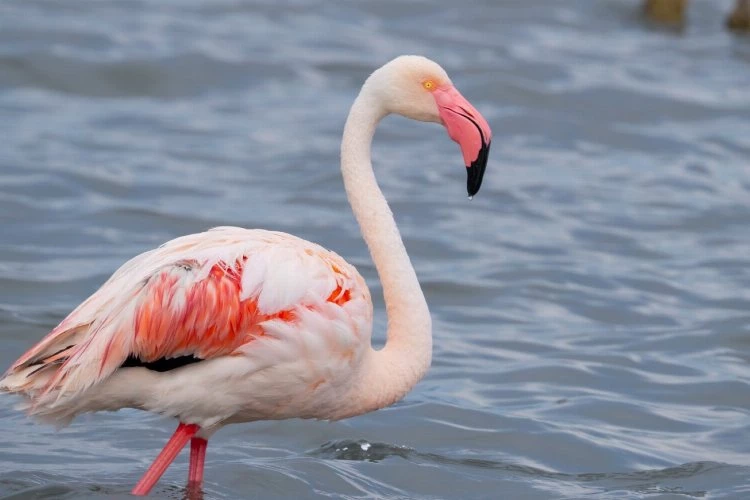 İzmit Körfezi onlarca flamingoya ev sahipliği yapıyor