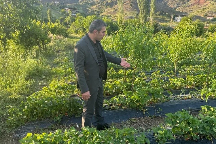 Sason Belediye Başkanı Demir, dolu yağışının vurduğu Çilek tarlalarını gezdi