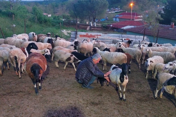 Çalışanlarına koç hediye etti