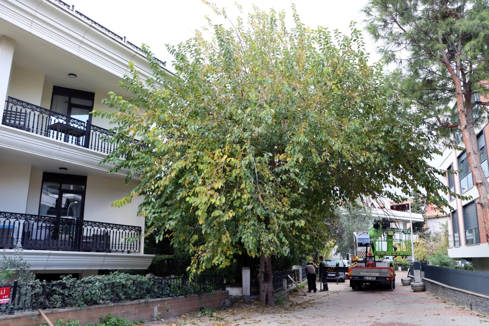 İstanbul Maltepe’de budama çalışmaları başladı