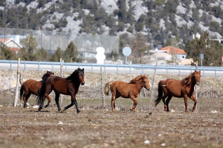 Yılkı atları için doğaya saman bırakıldı