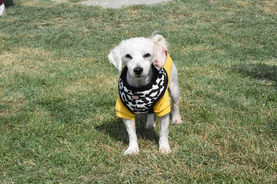 Köpeği veteriner bahçesine bağlayıp terk ettiler