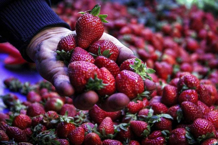 Bursa tezgahları yaz meyveleriyle renklendi! İşte fiyatlar...