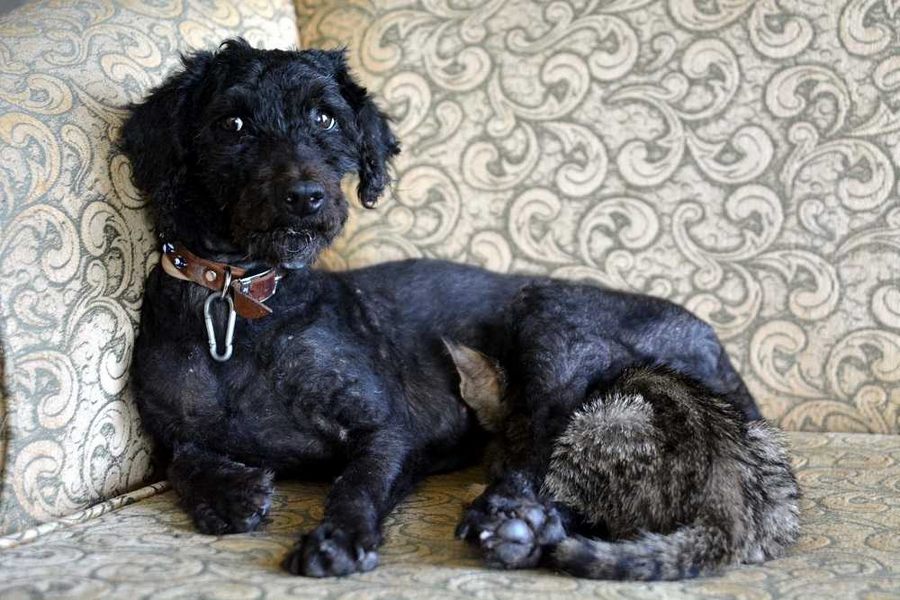 Sahiplendiği köpeği yavru kediye annelik yapıyor