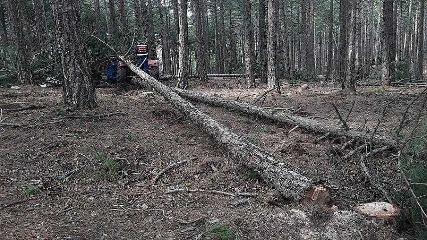 Üstüne ağaç devrilen kişi hayatını kaybetti