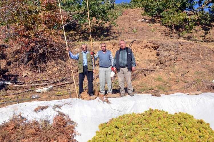 Aydın Nazillide kestane hasadı 