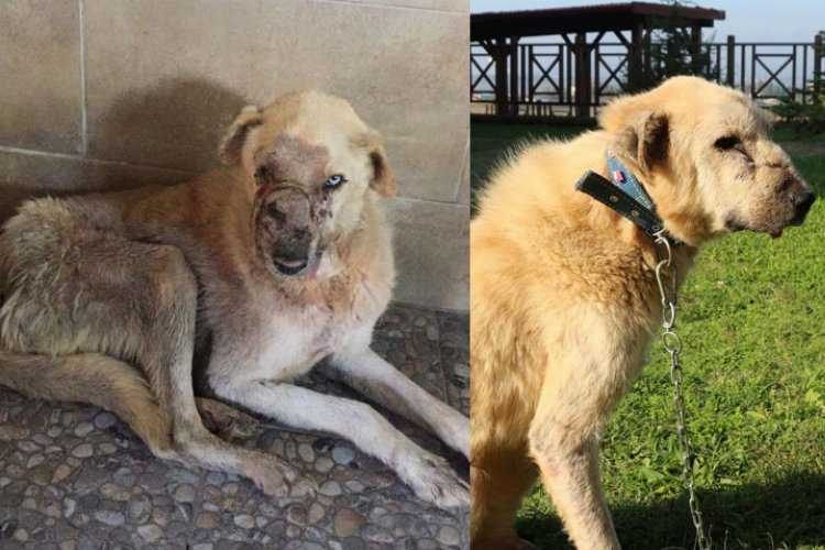 Kocaelide kanserli köpeğin inanılmaz değişimi