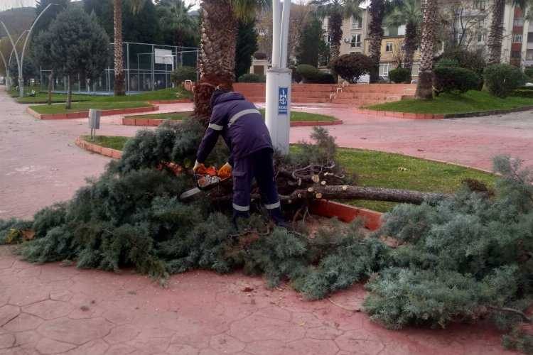 Kocaelinde zarar gören ağaçlar budandı 