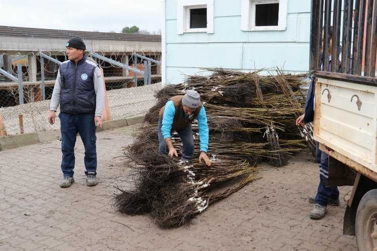 Manisada üreticiye 18 bin 640 adet fidan dağıtıldı 