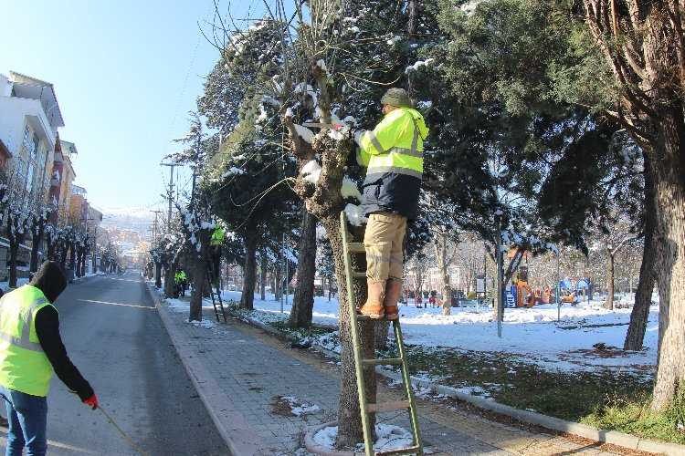 Kütahyada ağaçlar budandı 