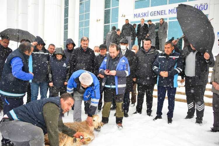 Manisa MASKİde şükür kurbanı 