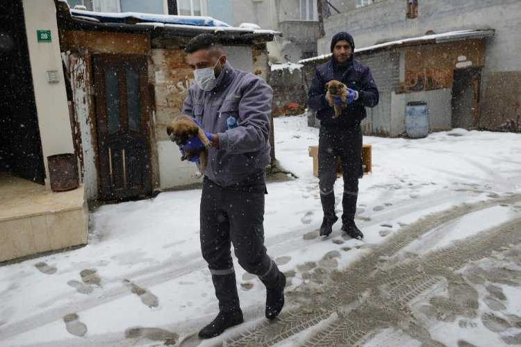 Bursada Yıldırım Belediyesi üç yavru köpeğe sıcak yuva oldu