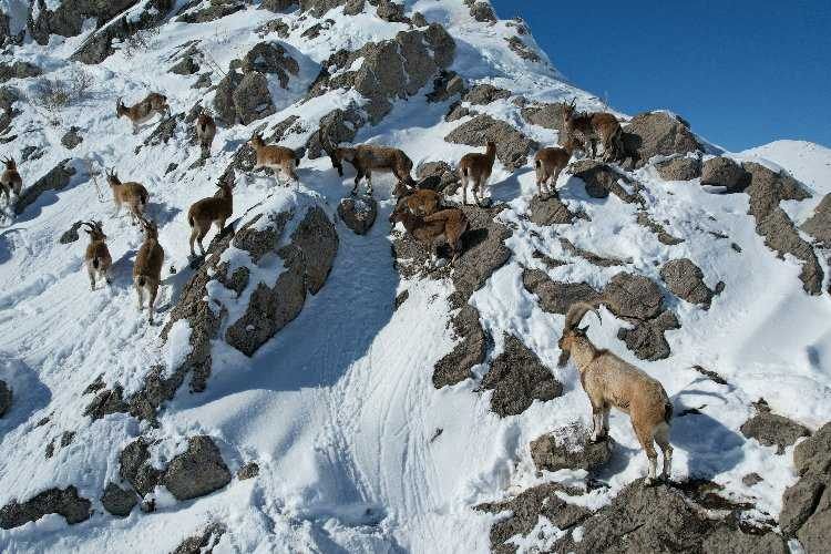 Kayseride drone ile görüntülenen dağ keçilerine yiyecek bırakıldı 