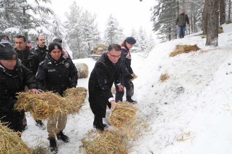 Tokatta yaban hayvanları için doğaya yem bıraktılar