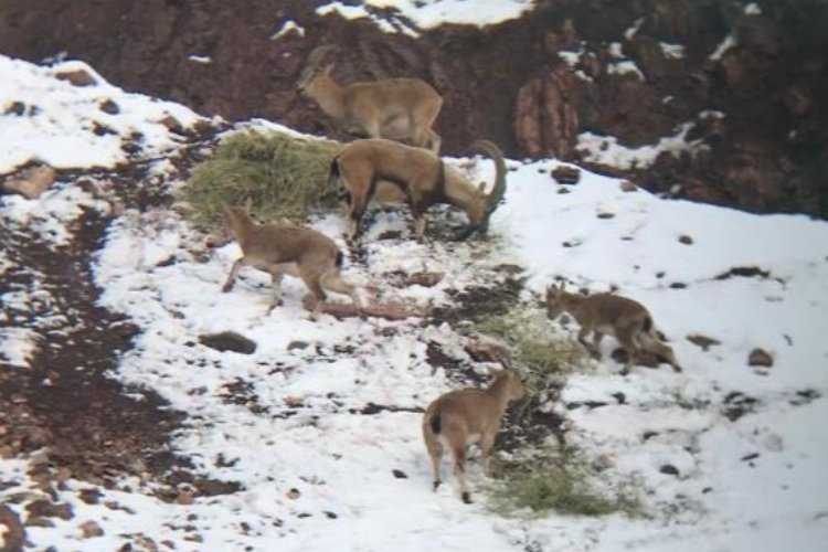 Adıyaman’da etkisini sürdüren kar yağışı yaban hayatı etkiliyor