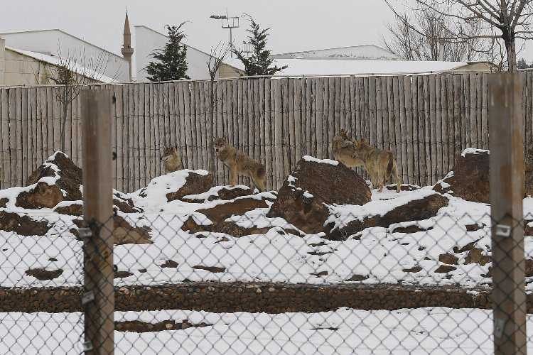 Kayseri Büyükşehirin Hayvanat Bahçesi sakinleri karın keyfini çıkarıyor 