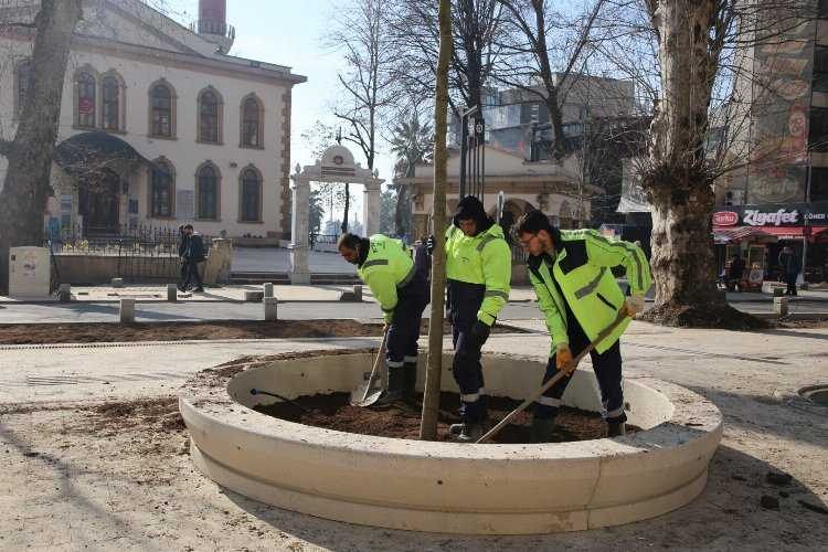 Kocaelinde asırlık çınarlara yenileri ekleniyor