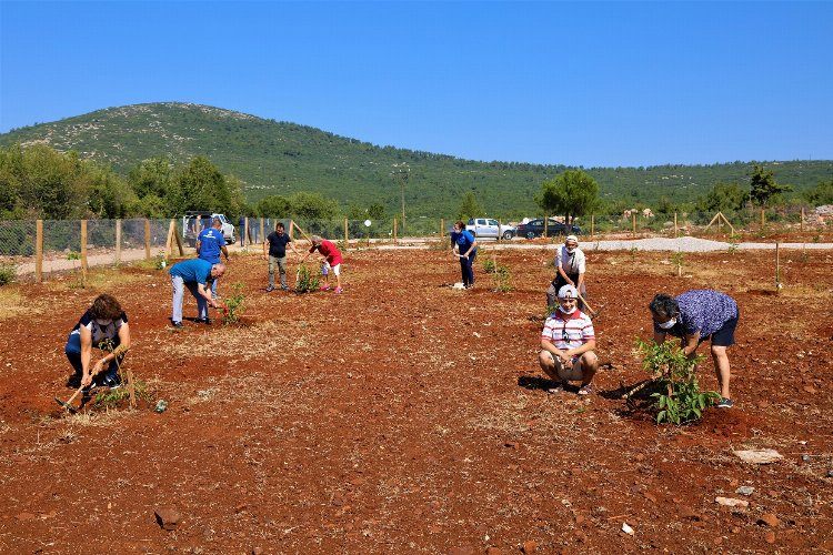 Muğla Büyükşehir’den yaşlı ve engelli vatandaşlar için ceviz bahçesi