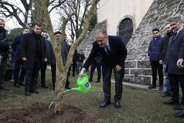 Bursada rivayet gerçek oldu... Türbenin önüne nar ağacı dikildi