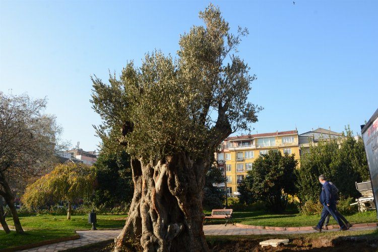 Kocaeli İzmitte zeytinliklere sahip çıkılıyor