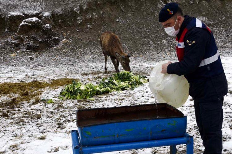 Kastamonuda kızıl geyiklere Jandarma şefkati