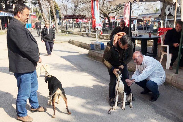 Bursa Mudanyada 30 av köpeği kimliklendirildi