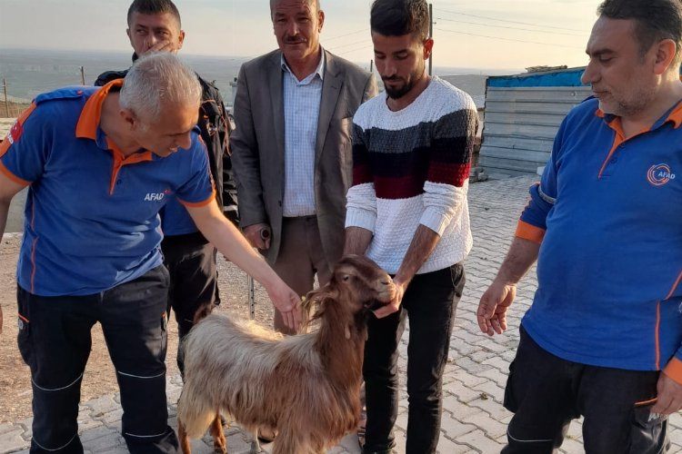 Adıyamanda mahsur kalan keçi kurtarıldı 