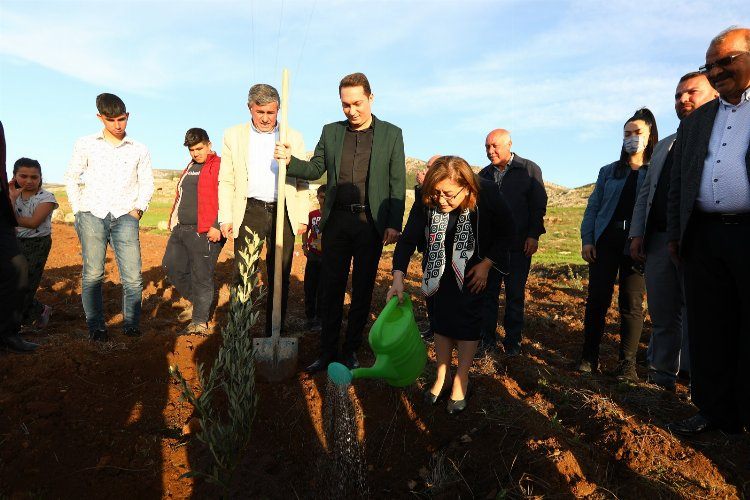 Gaziantep Büyükşehir Nurdağında zeytin fidanlarını toprakla buluşturdu 