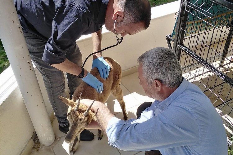 Adıyamanda yaralı yavru dağ keçisi tedavi altına alındı