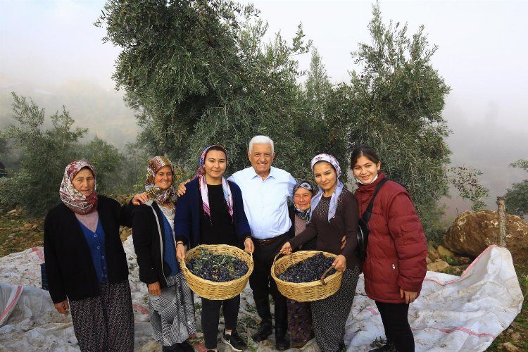 Büyükşehir Muğla zeytinin kalitesini arttırıyor 