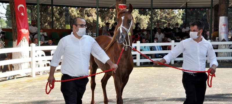 Yarış tayları ev fiyatına alıcı buldu