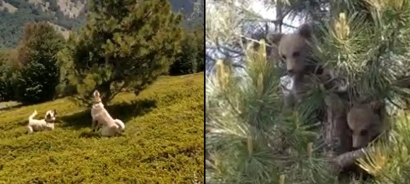 Çoban köpeklerinin kovaladığı ayılar ağaca sığındı