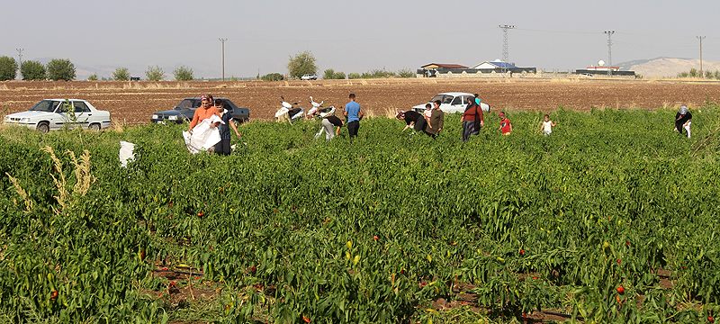 İstediği fiyata satamayınca tarlasını vatandaşlara açtı