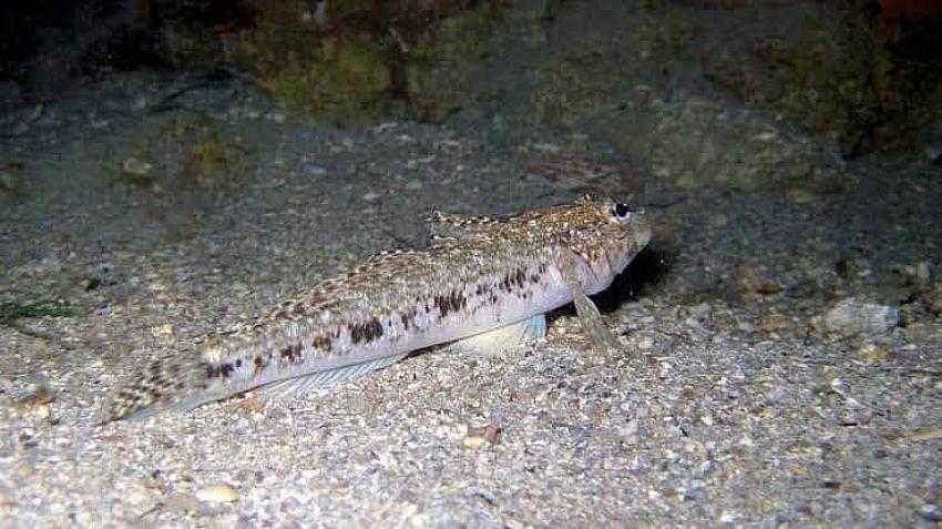 Denizlerimizde yaşayan en tehlikeli türlerden biri! Mudanya