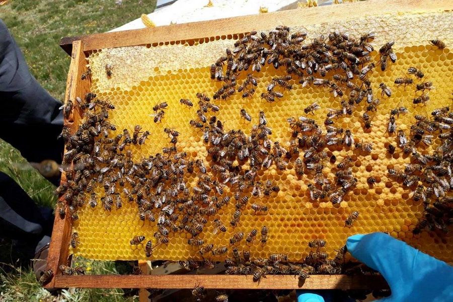 Önce ‘bal çok olur’ sevinmişlerdi ama...