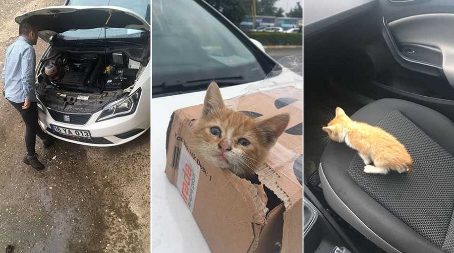 Otomobilin motoruna giren kedi Bursa turu attı