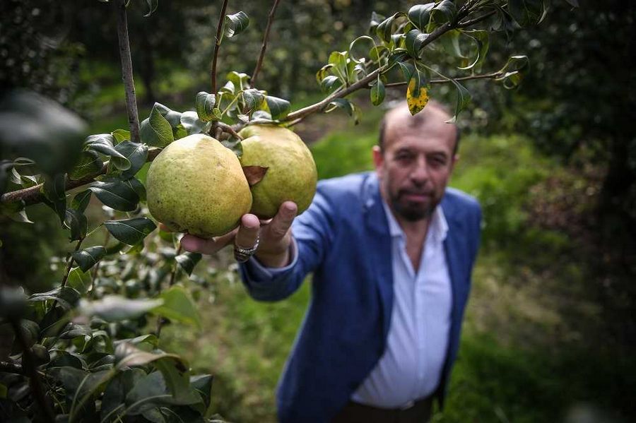 Deveci armudunda rekolte düştü, fiyat yükseldi