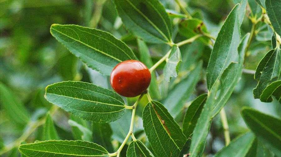 Bursalı çiftçi için yeni ürün seçenekleri