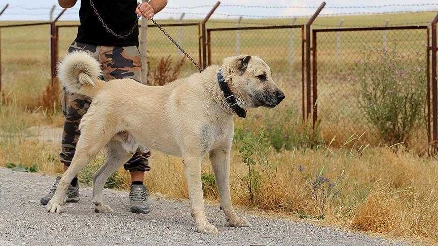 İtalyan ailelerden kurt saldırısı sonrası Kangal talebi