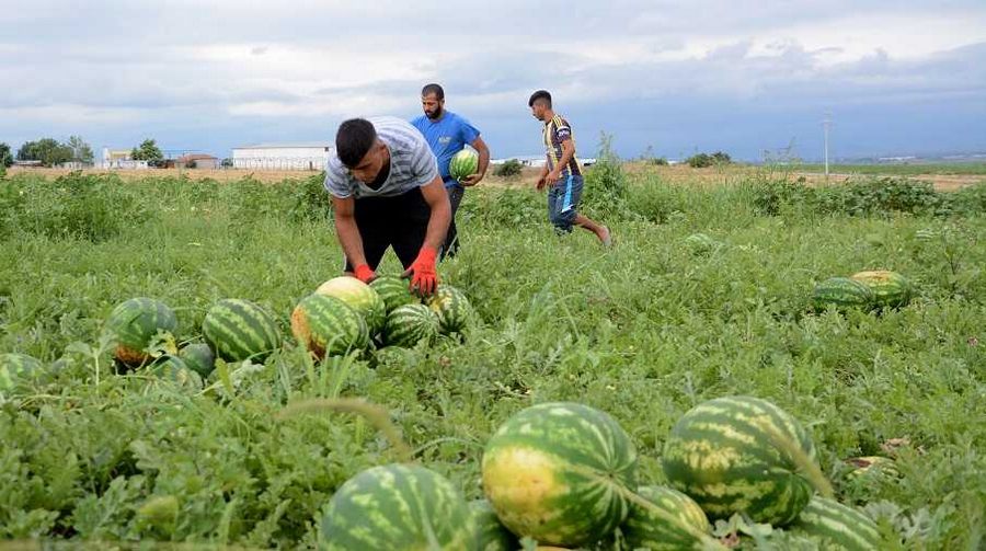 Karacabey bostanlarında hasat zamanı