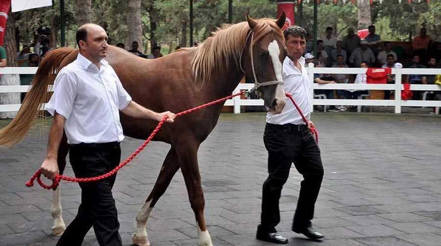 Safkan Arap taylarından 4,9 milyon lira gelir