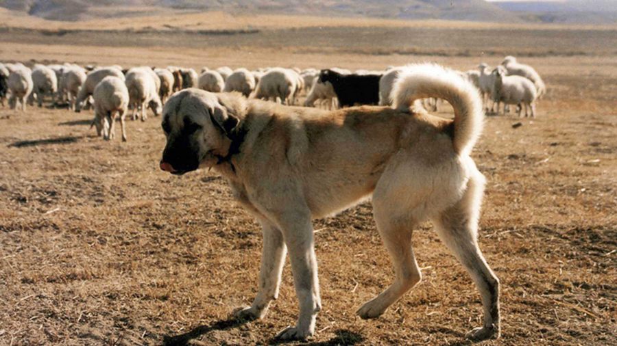 Köpekleri zehirleyerek koyun sürüsünü çaldılar...